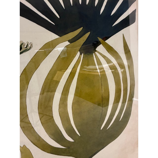 Illustration Oversized Natural Curiosities Harvey Seaweeds Botanical Print – Framed For Sale - Image 3 of 7