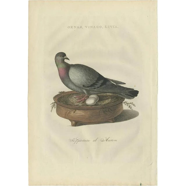 Late 18th Century Sepp & Nozeman, Rock Dove, 1770, Paper For Sale - Image 5 of 5