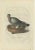 Late 18th Century Sepp & Nozeman, Rock Dove, 1770, Paper For Sale - Image 5 of 5
