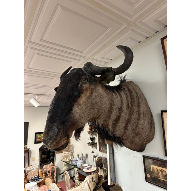 1950s African Wildebeast Head Bust For Sale - Image 12 of 12