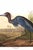 Illustration Blue Crane or Heron, 1827 – John James Audubon Vintage Bird Art Print, 24" X 16" For Sale - Image 3 of 10