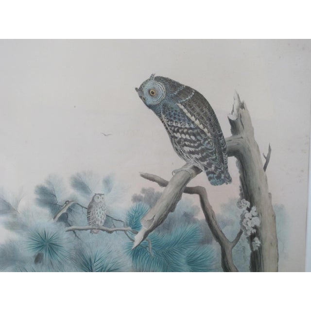 American Daniel Giraud Elliot Hand Tinted 1869 Whitneys Flammulated Owl Framed Lithograph For Sale - Image 3 of 8