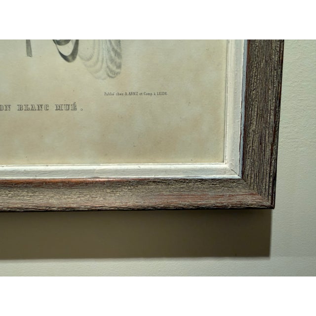 Mid 20th Century Framed Print of Greenland Falcon, Joseph Wolf, From "Traité De Fauconnerie" For Sale - Image 9 of 14