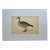 Antique Hand Colored Bird Print From England Showcasing a Grey-Lag Goose - Circa 1880 For Sale