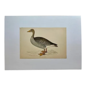 Antique Hand Colored Bird Print From England Showcasing a Grey-Lag Goose - Circa 1880