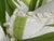 Celerie Kemble for Eastern Accents Bamboo Forest Decorative Pillows, Pair For Sale In San Francisco - Image 6 of 12