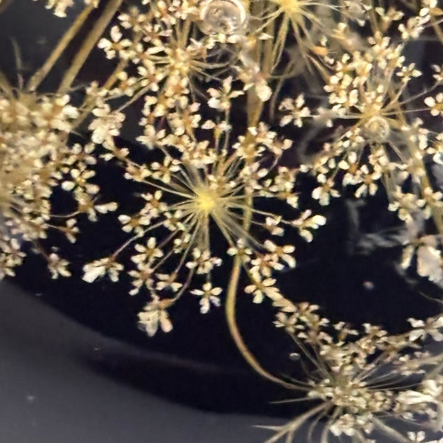 Vintage Botanical Resin Paperweight With Pressed Queen Anne's Lace For Sale - Image 14 of 17