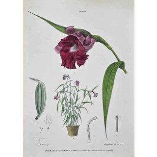 Vincenzo Tenore, The Orchids, Lithograph, 1870s For Sale