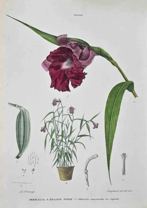Vincenzo Tenore, The Orchids, Lithograph, 1870s