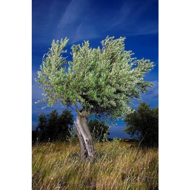 Ian Sanderson, Olivier, Fine Art Print, 2005 For Sale - Image 9 of 9