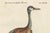 Seligmann, Brown and Ash-Colored Crane, 1770, Hand-Colored Engraving For Sale - Image 4 of 7