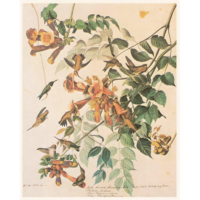 1960s 1966 Vintage Cottage Print "Ruby-Throated Hummingbird" After John James Audubon For Sale - Image 5 of 7