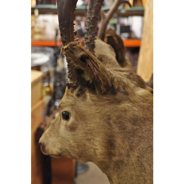 Brown Vintage Taxidermy Deer Shoulder Mount Wall Decor With Metal Leaves (R&l) - a Pair For Sale - Image 8 of 12
