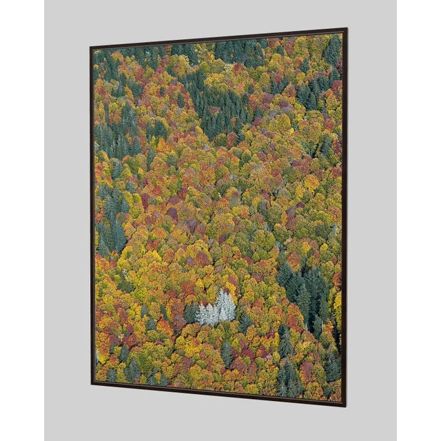 Not Yet Made - Made To Order "Bavarian_Forest_02" Size C Limited Edition Fine Art Photograph by Bernhard Lang For Sale - Image 5 of 9