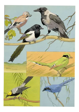 William Neave Parker, Corvid Birds, Mid-20th Century, Gouache Painting