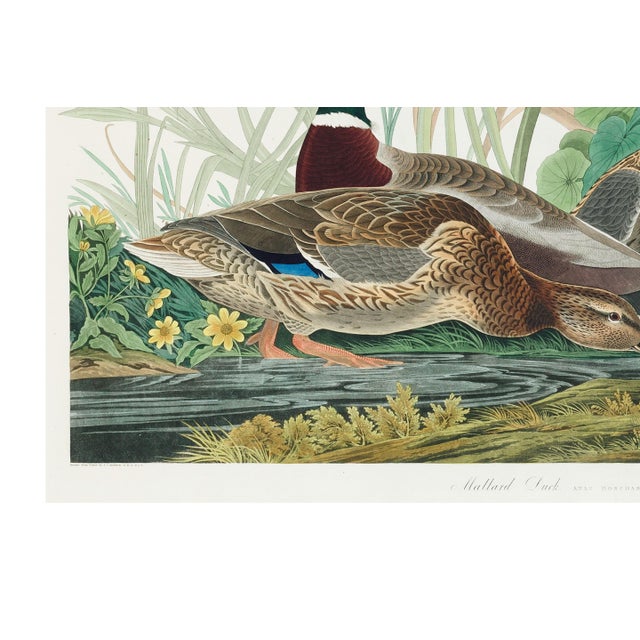 Paper Mallard Duck, Vintage Art Print Reproduction From Birds of America by John James Audubon, 36" X 24" For Sale - Image 7 of 11