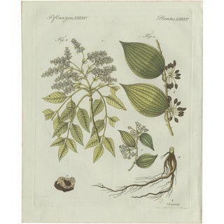 Bertuch, Licorice and Carob, 1805, Engraving For Sale