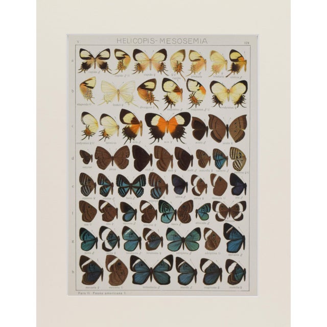 Original antique lithograph of American Butterflies by Seitz circa 1912. Presented archival matted and framed in a...