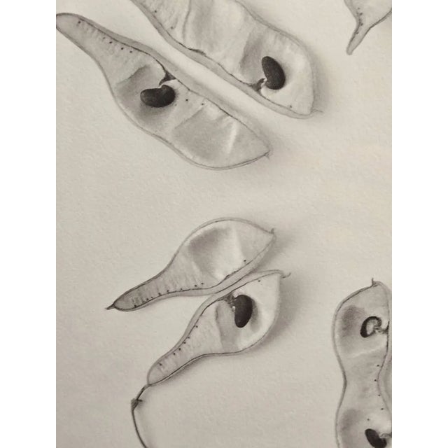 Late 20th Century Bill Pusztai Signed Limited Edition "Seattle Japanese Garden" Photograph & "Black Locust" Botanical Print - Framed Pair For Sale - Image 9 of 16