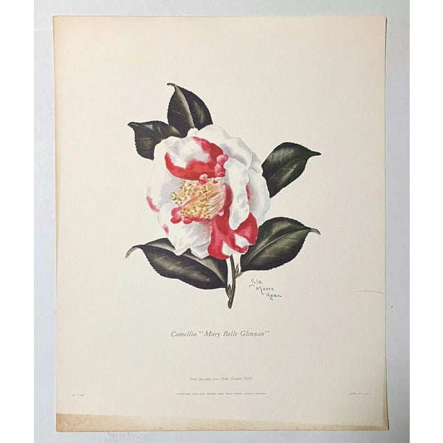 Up for sale is this gorgeous vintage lithograph of a camellia by Lila Moore Keen, one of seven different varieties we are...