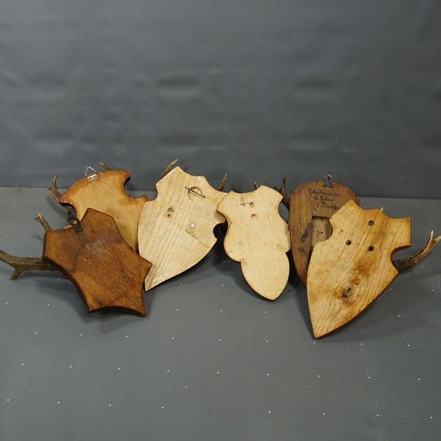 Wood Set of Six Vintage Roe Deer Trophies on Wooden Plaques Germany Ca. 1960s For Sale - Image 7 of 7