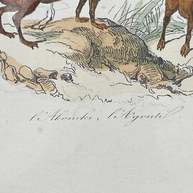 18th Century French Antique 18th Century Animal Engraving Hand Colored Signed Artwork For Sale - Image 5 of 12