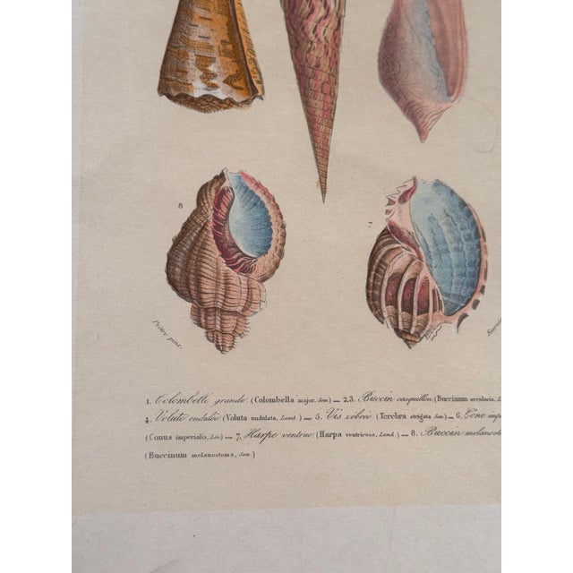 Late 19th Century Late 19th Century Mollusques Shell Prints Gastéropodes Plates Fleur De Lis Embossed Paper - Set of 3 For Sale - Image 5 of 11