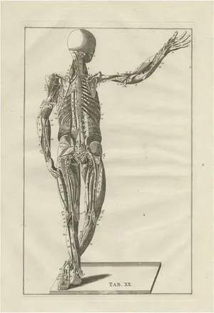 Bartolomeo Eustachi, Anatomy Illustration of the Muscular System, 1798, Print