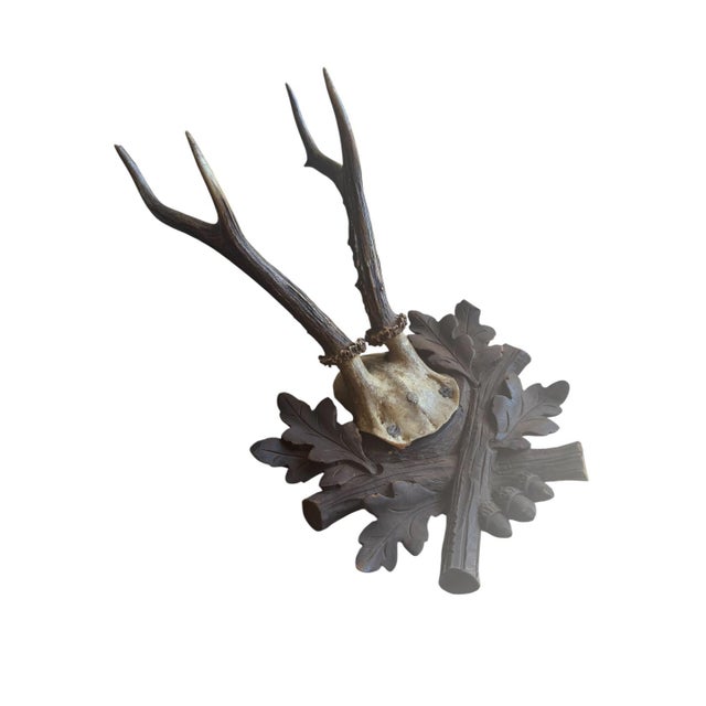 Cabin Roe Deer Trophy 229 Black Forest Antlers For Sale - Image 3 of 5
