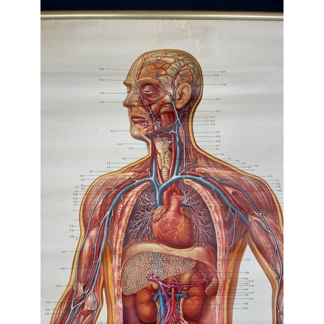 Mid-Century Modern Vintage Anatomic School Poster the Blood System from Deutsches Hygiene Museum Dresden GDR (East Germany), 1976 For Sale - Image 3 of 11
