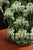 Ceramic Green Vase with Leaf Decoration from Manises, 1950s For Sale - Image 7 of 8