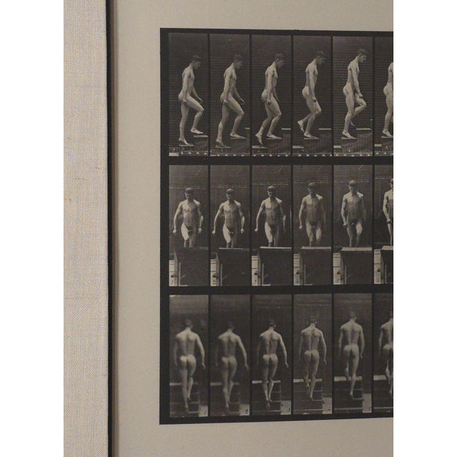 "Animal Locomotion", Eadweard Muybridge, 1887 Plate 88 For Sale - Image 4 of 4