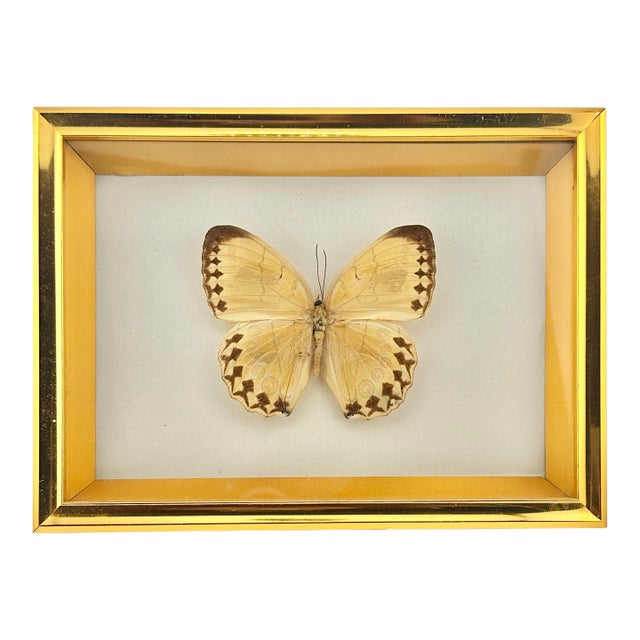 Vintage Framed Taxidermy Real Yellow Butterfly Specimen – Gold Shadowbox Wall Art For Sale