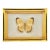 Vintage Framed Taxidermy Real Yellow Butterfly Specimen – Gold Shadowbox Wall Art For Sale