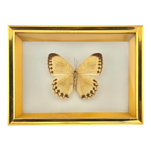 Vintage Framed Taxidermy Real Yellow Butterfly Specimen – Gold Shadowbox Wall Art
