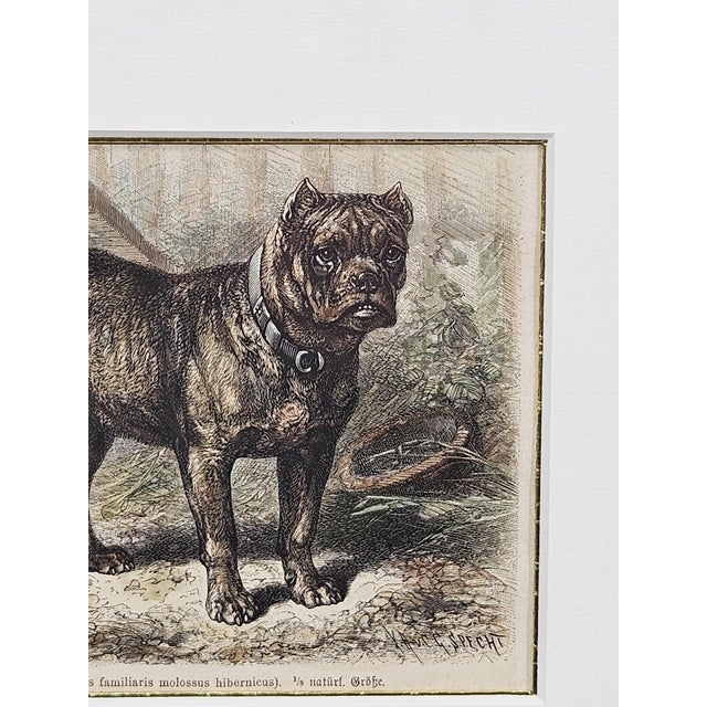 Friedrich Carl Georg Specht, Dog, 1870, Original Woodcut, Framed For Sale - Image 6 of 12