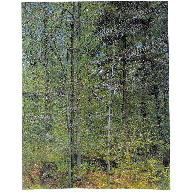 1960s "Forever Wild: The Adirondacks" 1966 Porter, Eliot For Sale - Image 5 of 12