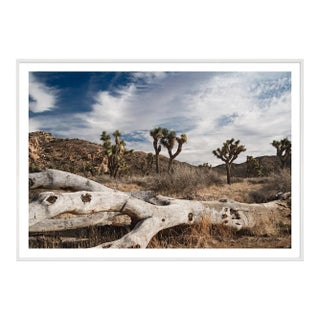 Joshua Tree Landscape Limited Edition Photograph by Mark Frohman, Framed 48" X 32" I For Sale