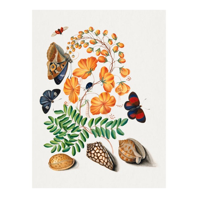 Natural History Study With Butterflies and Shells (James Bolton), Vintage Art Print Reproduction, 18" × 24" For Sale