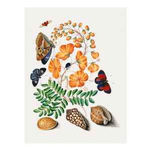Natural History Study With Butterflies and Shells (James Bolton), Vintage Art Print Reproduction, 18" × 24"