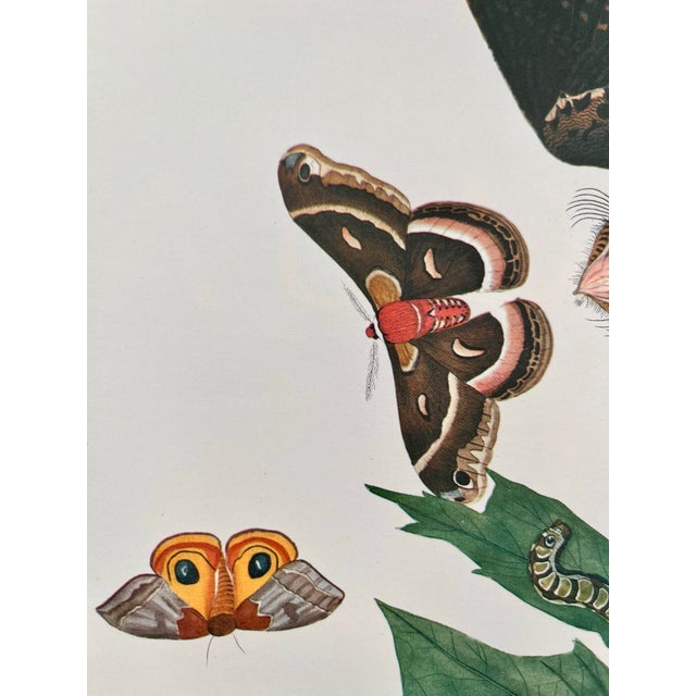 1964 Audubon Folio Lithograph Great Bird Paintings – “Whippoorwill” 17x14 For Sale In New York - Image 6 of 7