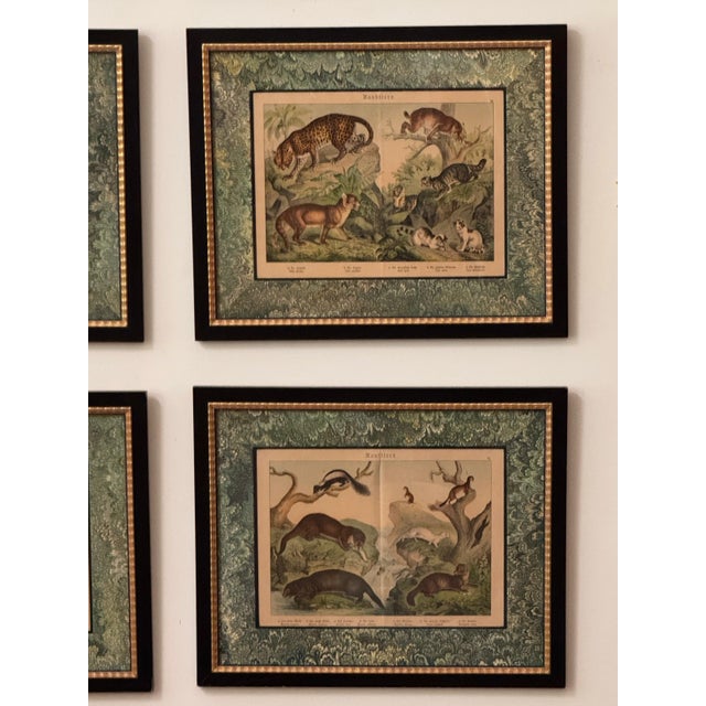 Set of Nine Gotthilf Von Schubert Natural History Chromolithographs For Sale - Image 4 of 17