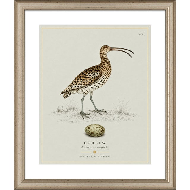 William Lewin 1789 Waterbirds Fine Art Gallery Board Print - The Curlew For Sale - Image 10 of 12