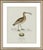 William Lewin 1789 Waterbirds Fine Art Gallery Board Print - The Curlew For Sale - Image 10 of 12