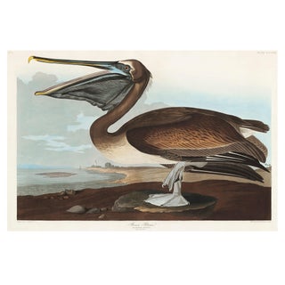 Brown Pelican, Vintage Art Print Reproduction From Birds of America by John James Audubon, 60" X 40" For Sale