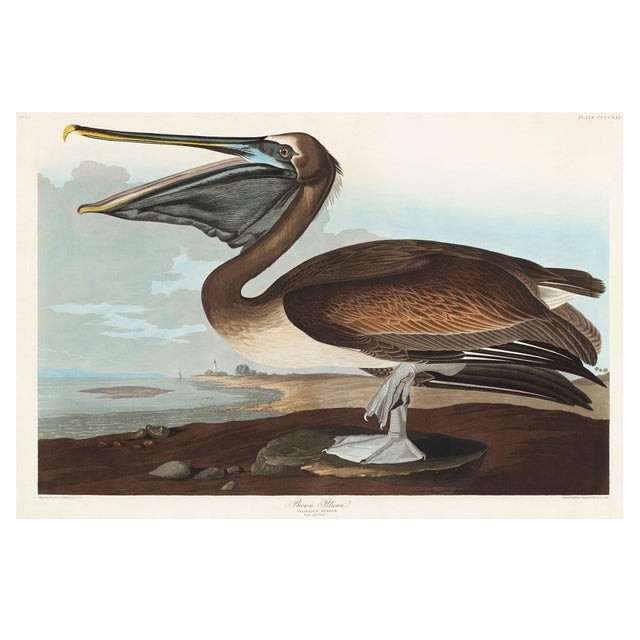 Brown Pelican, Vintage Art Print Reproduction From Birds of America by John James Audubon, 60" X 40" For Sale