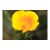 Kevin Cloughley Photography "Sunshine" For Sale