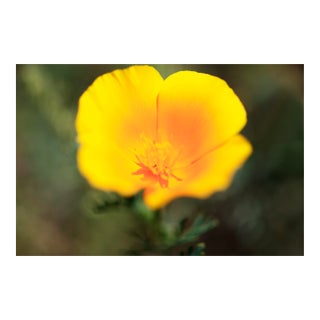 Sunshine - California Poppy Photograph For Sale