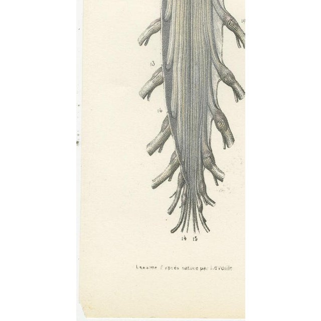 Gold Hirschfeld and Leveille, Spinal Nerve Roots Along the Whole Cord, Hirschfeld Double Folding Plate, 1866, Paper For Sale - Image 8 of 12