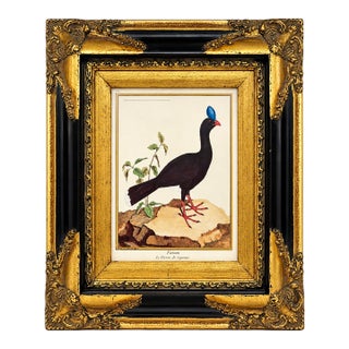 Vintage French Natural History Scientific Bird Reproduction Print Art & Gilded Wood Frame For Sale